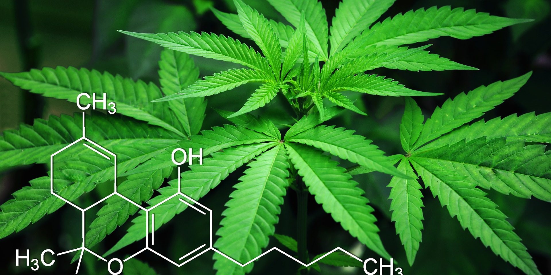 CBD CBThee Entourage effect