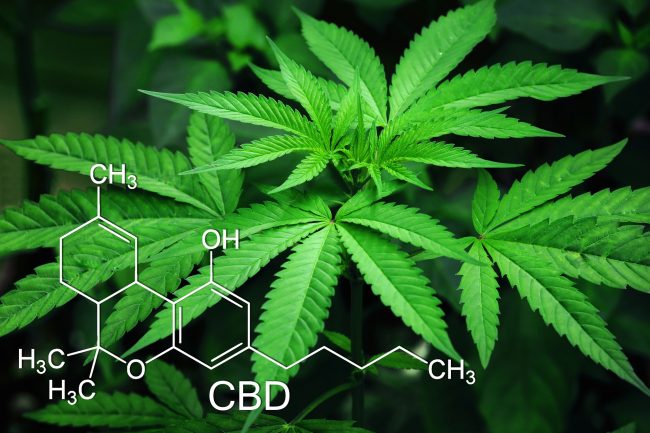 CBD CBThee Entourage effect
